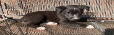 Australian Kelpie 4