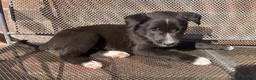 Australian Kelpie dogs for sale: Kelpie x Collie Farm Bred & Reared Pups - Advert 5