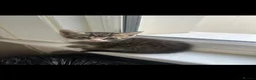 Mixed Breed cats for sale: Gorgeous male Kitten  - Advert 2