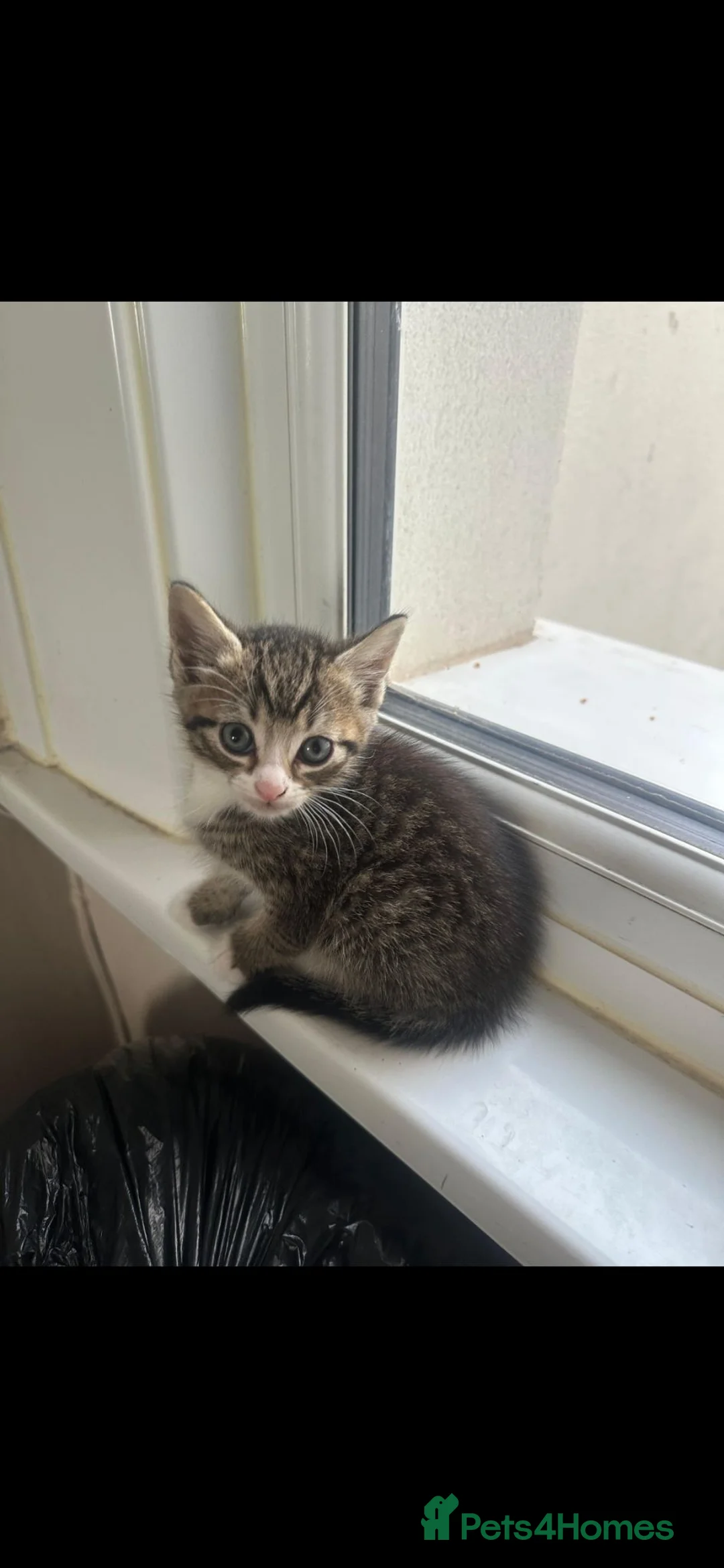 Mixed Breed cats for sale: Gorgeous male Kitten  - Advert 2