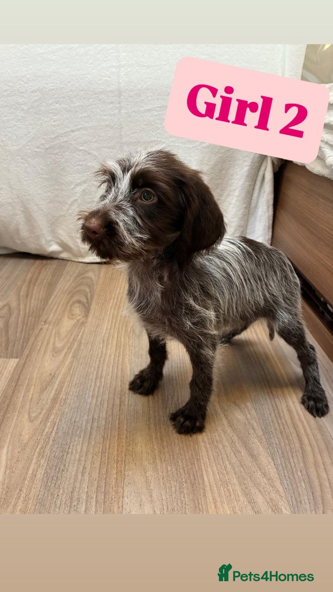German Wirehaired Pointer dogs for sale: German wire hair pointers for sale - Advert 15