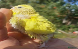 Budgerigars birds for sale: Hand reared super tame budgies chick - Image 13