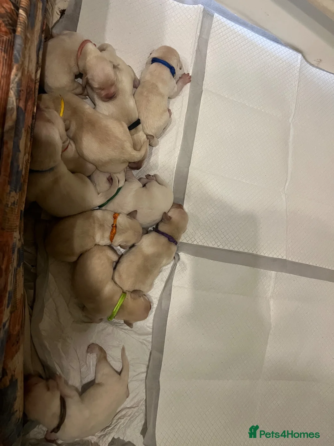 Labrador Retriever dogs for sale: 5x Male & 6x Female Labrador puppies available  - Advert 11
