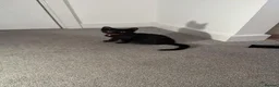 Mixed Breed cats for sale: Cat Kittens looking for forever homes  in Telford - Advert 9
