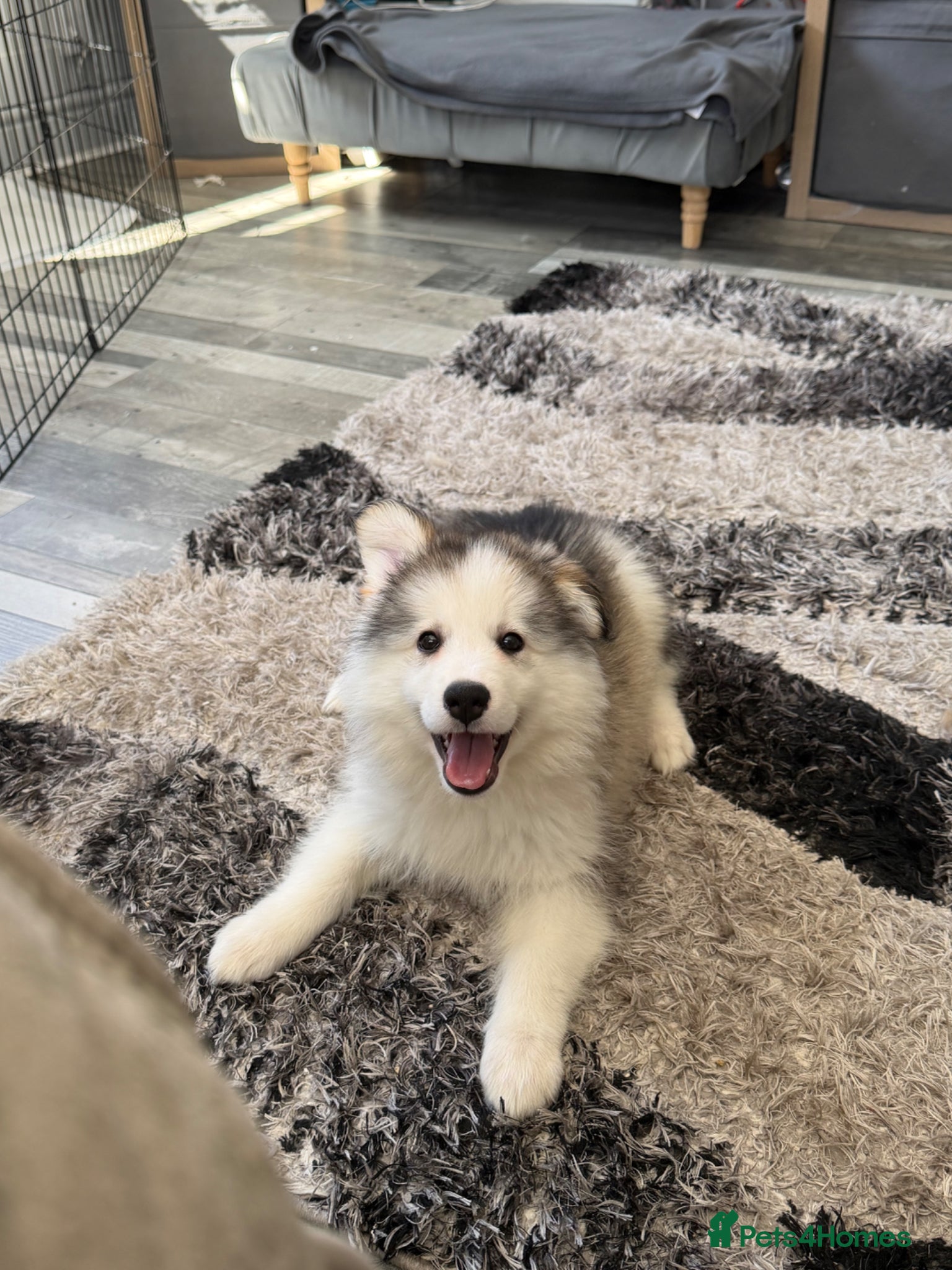 Alaskan Malamute dogs 3/4 malamute puppies like husky ready now ONE LEFT - Advert 6