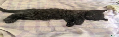 Domestic Shorthair 3