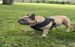 French Bulldog dogs for sale: French bulldog girl for rehome - Advert 8
