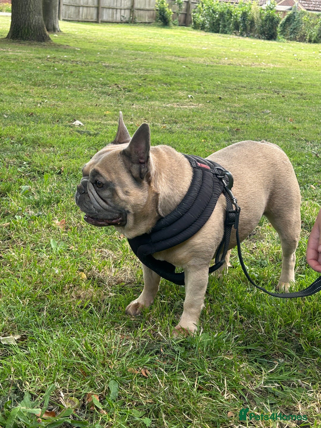 French Bulldog dogs for sale: French bulldog girl for rehome - Advert 8