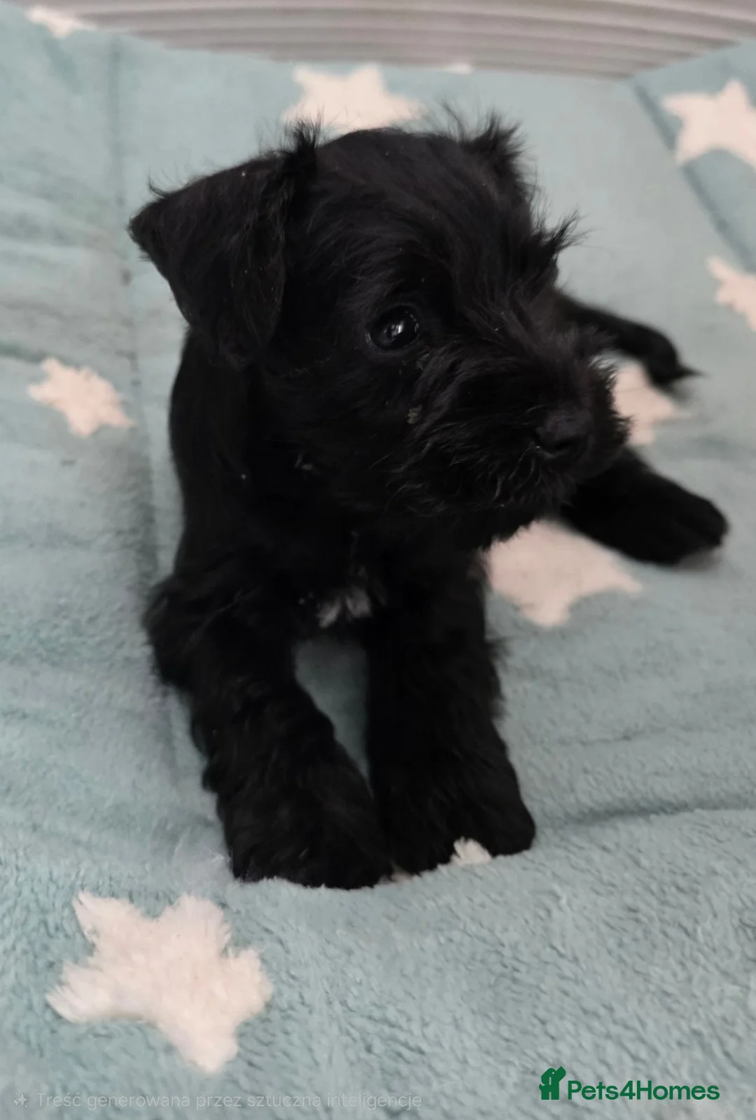 Miniature Schnauzer dogs for sale: Beautiful Miniature Schnauzers - Advert 2