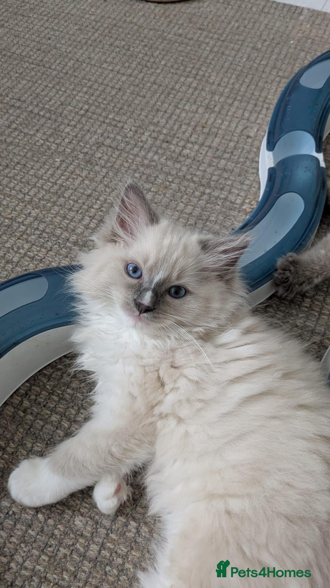 Ragdoll cats Traditional & Cherubim Ragdoll Kittens -  TICA - Advert 1