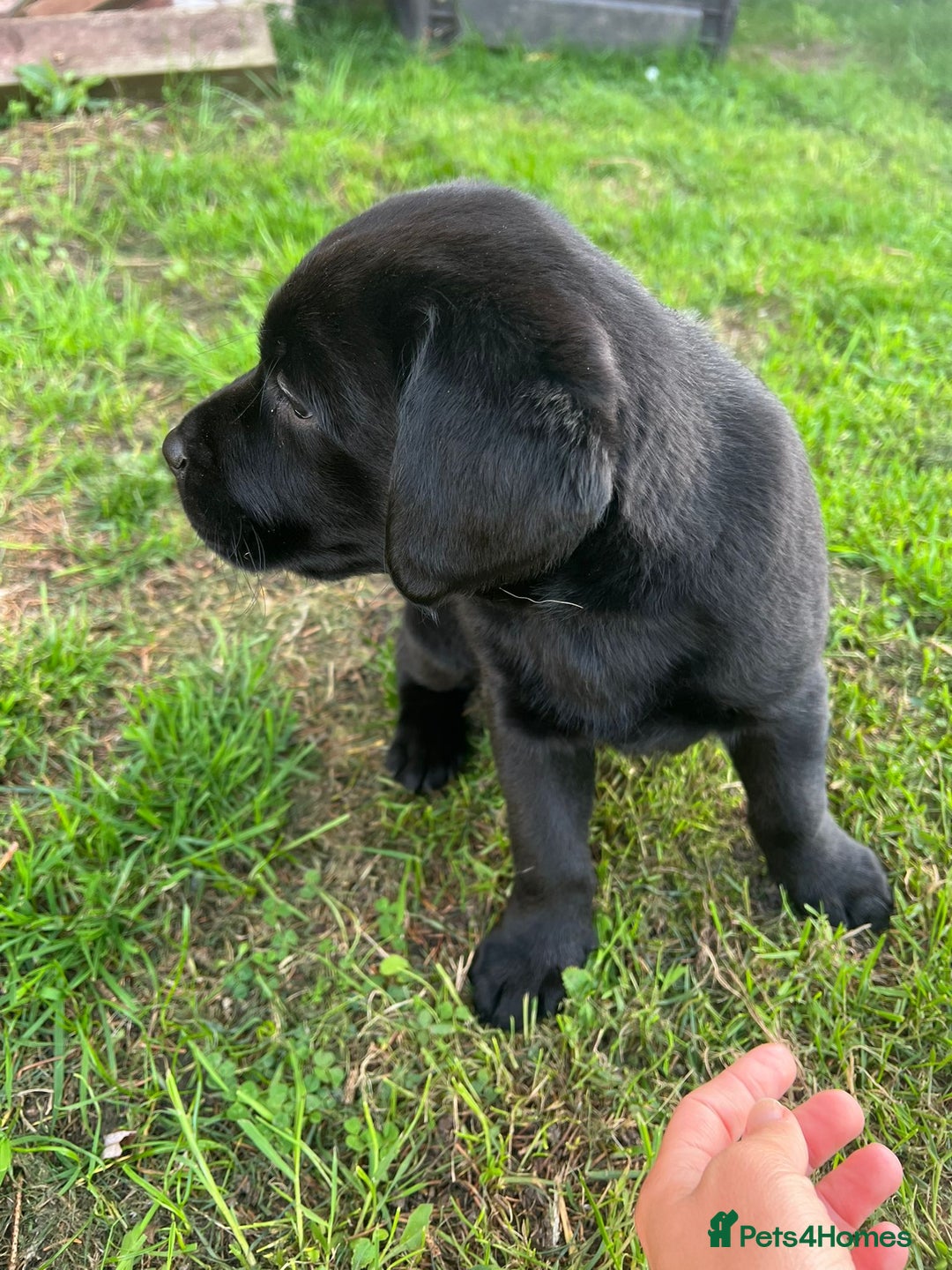 Labrador Retriever dogs for sale: Premium Labrador Puppies  - Image 7