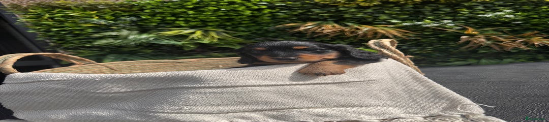 Girl 2 Black and Tan