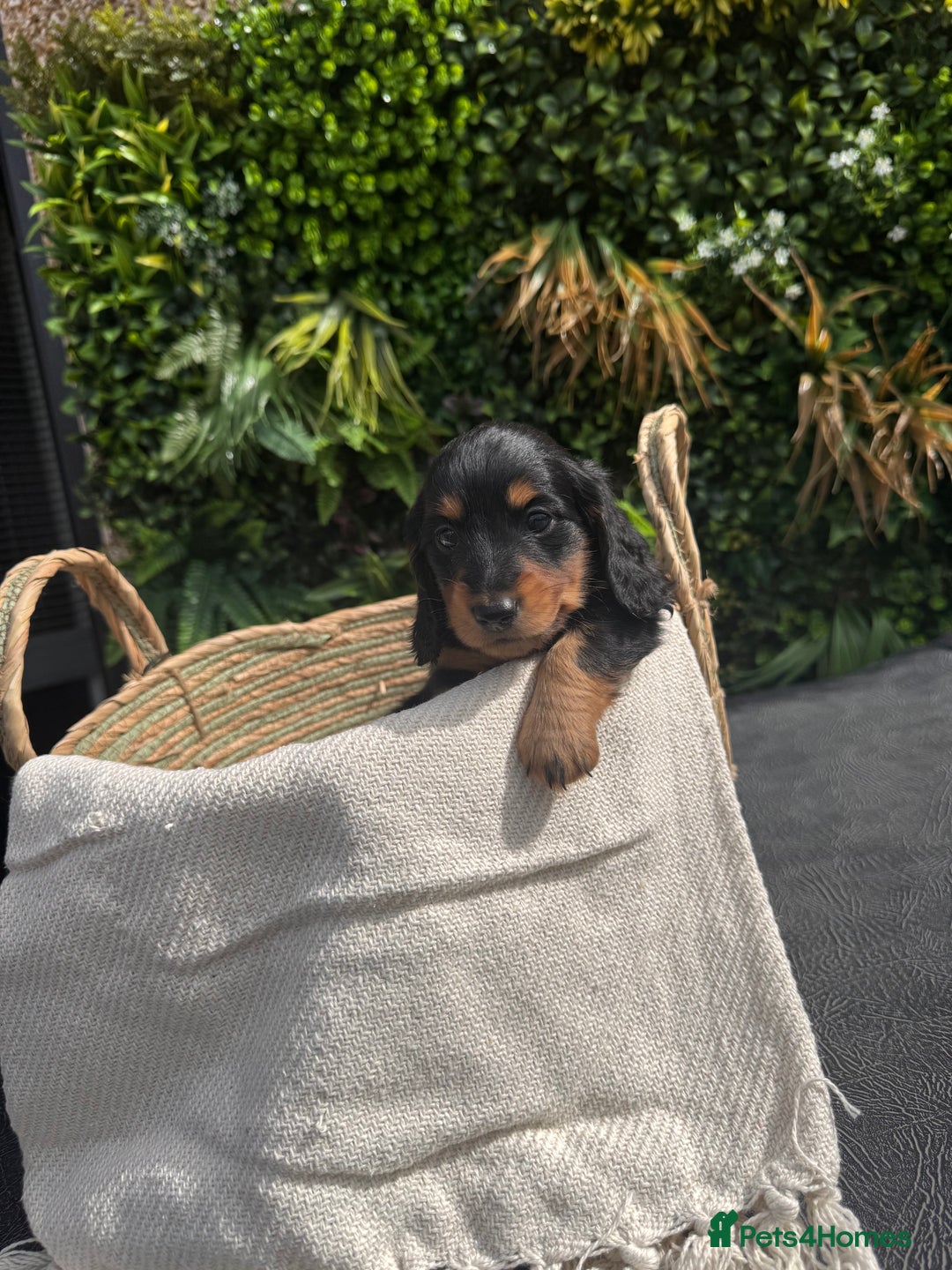 Miniature Dachshund dogs for sale: *Last 1 left* KC long haired mini dachshunds - Image 7