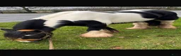 Irish Cob horses for sale: 13.2 piebald cob in Kidderminster - Advert 3