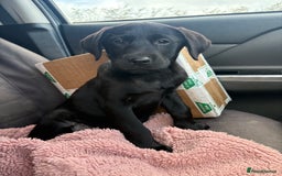 Labrador Retriever dogs for sale: ⭐️READY TO GO NOW⭐️KC Reg Labrador Puppies  - Image 23