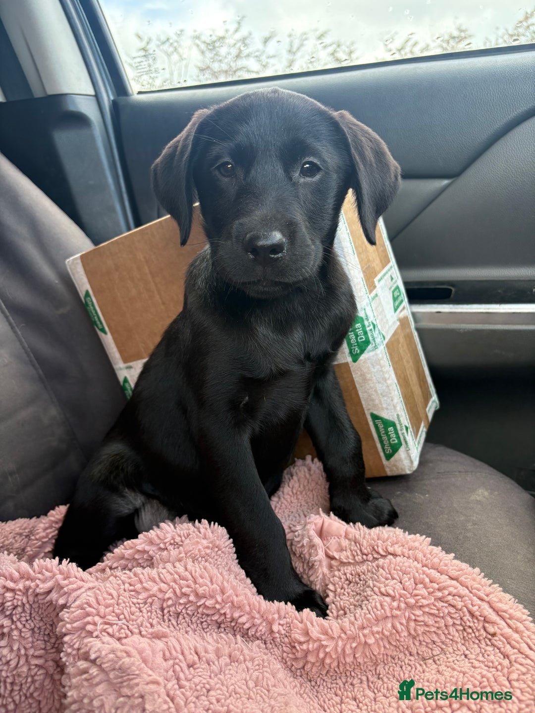 Labrador Retriever dogs for sale: ⭐️READY TO GO NOW⭐️KC Reg Labrador Puppies  - Image 23