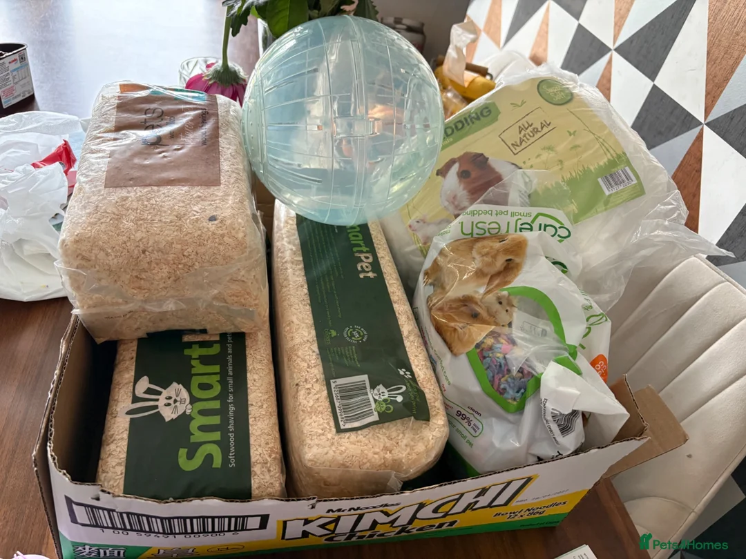 Hamster rodents for sale: Hamster and cage for sale  - Advert 7