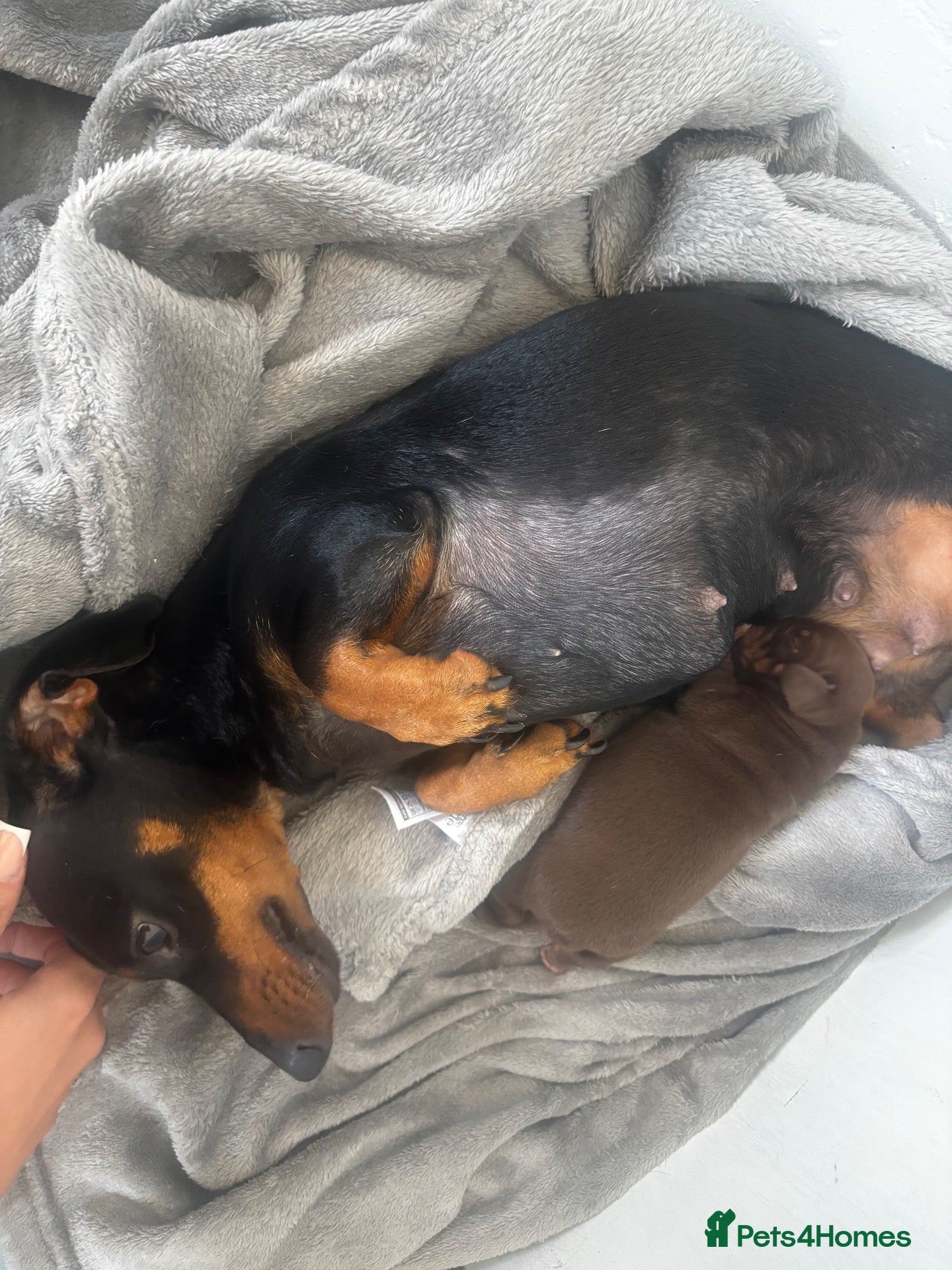 Chiweenie dogs Gorgeous chocolate and tan Chiweenie boy - Advert 3