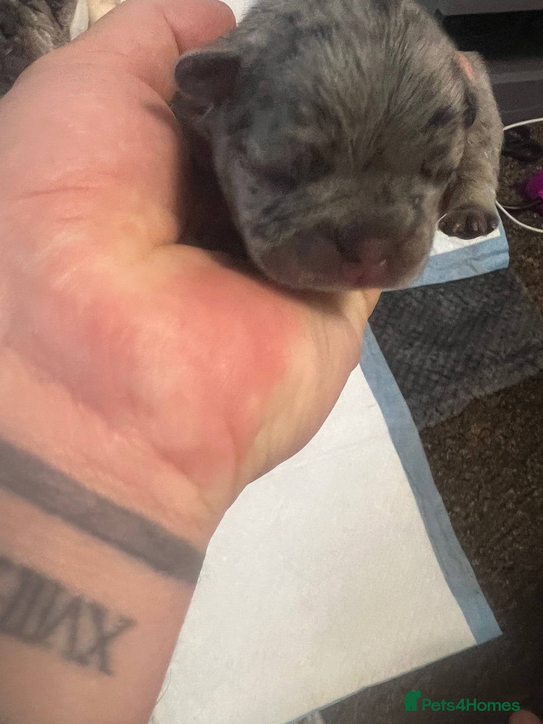 French Bulldog dogs for sale: French puppy  - Advert 5