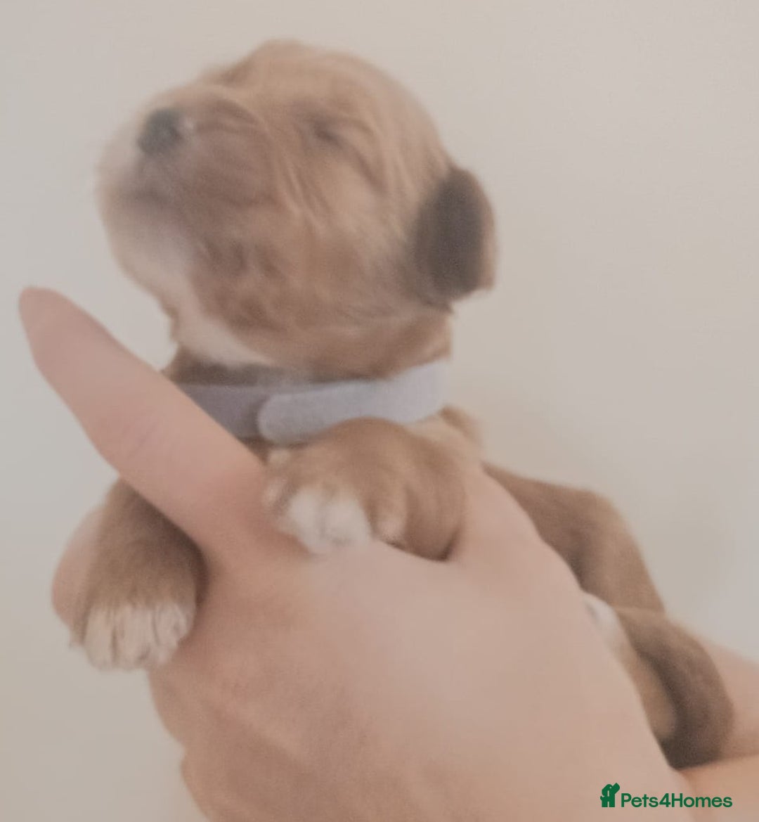 Mixed Breed dogs for sale: Australian doubledoodle puppies - Image 28