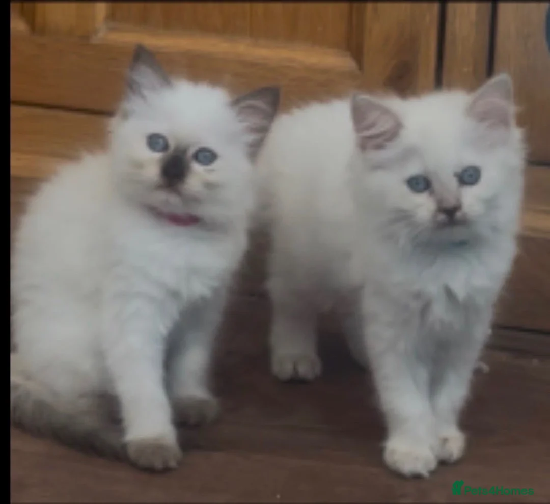 Ragdoll cats for sale: 🌟5 PEDIGREE RAGDOLL KITTENS🌟 - Advert 2