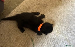 Mixed Breed cats for sale: 5 kittens for sale  - Image 6