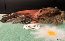 Miniature Dachshund dogs for sale: 🤍🐾 Stunning long haired litter 🐾🤍 - Image 2