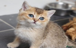 British Shorthair cats for sale: Tica reg Golden Shaded British shorthair kittens. - Image 24