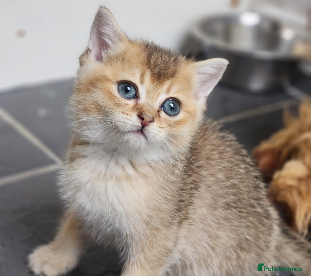 British Shorthair cats for sale: Tica reg Golden Shaded British shorthair kittens. - Image 24