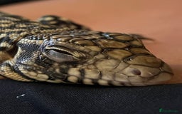 Lizard reptiles for sale: Argentine Black and White Tegu - Image 3