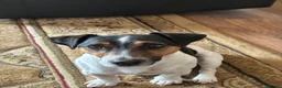 Jack Russell dogs for stud: Jack Russell for stud  in Alfreton - Advert 2