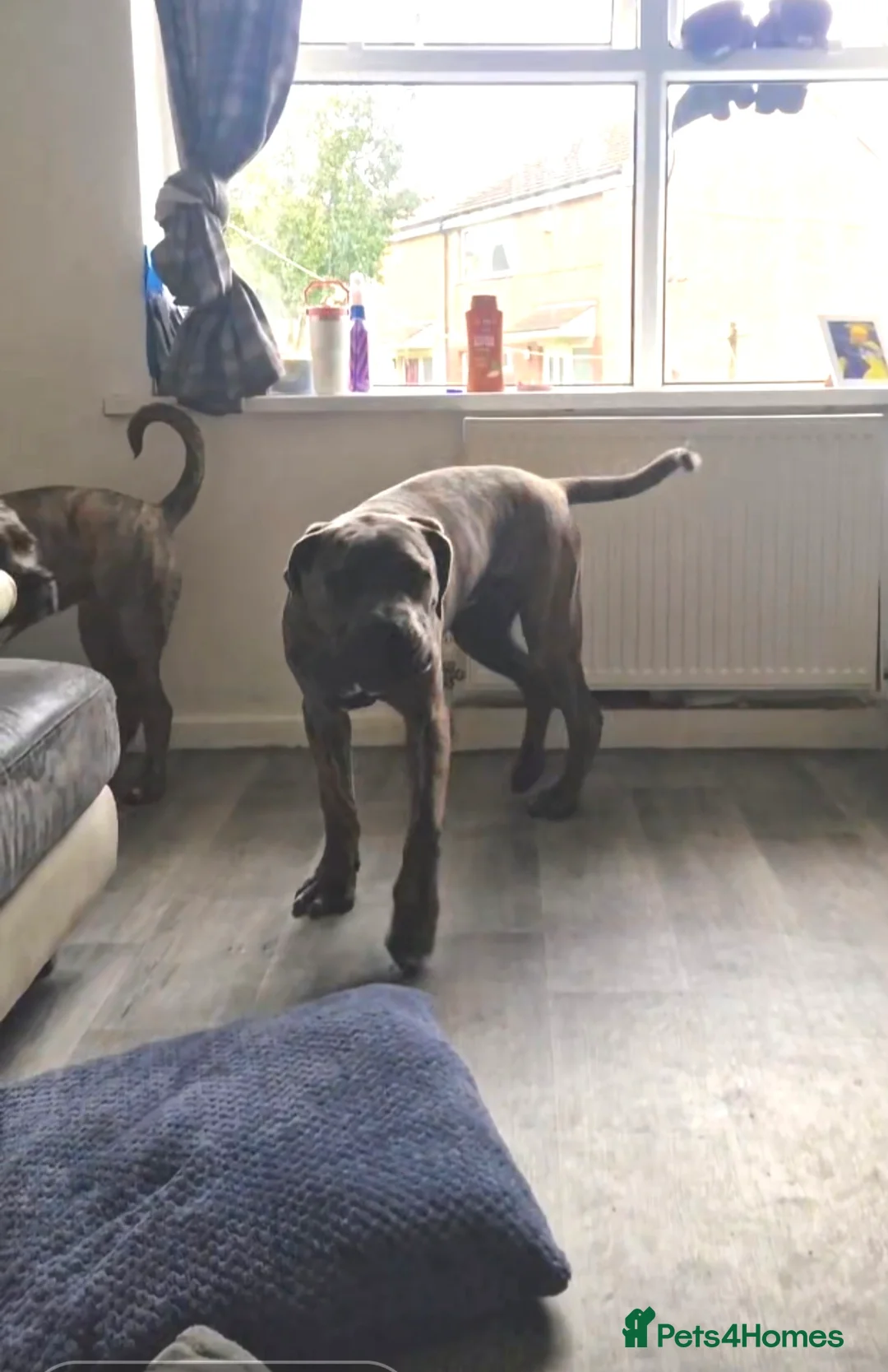 Cane Corso dogs for sale: 1 year old male cane corso - Advert 4