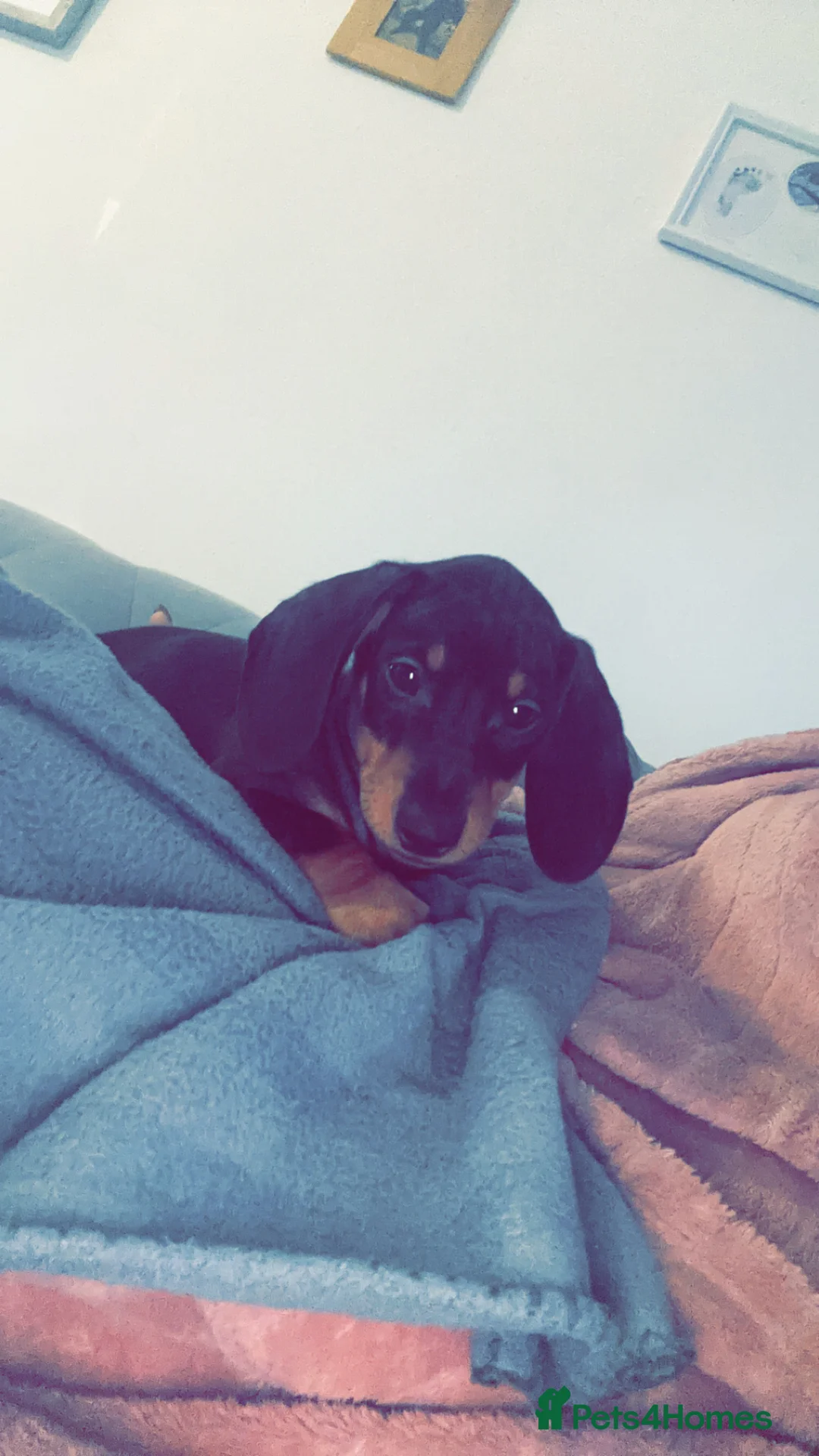 Miniature Dachshund dogs for sale: Mini dashound  - Advert 4