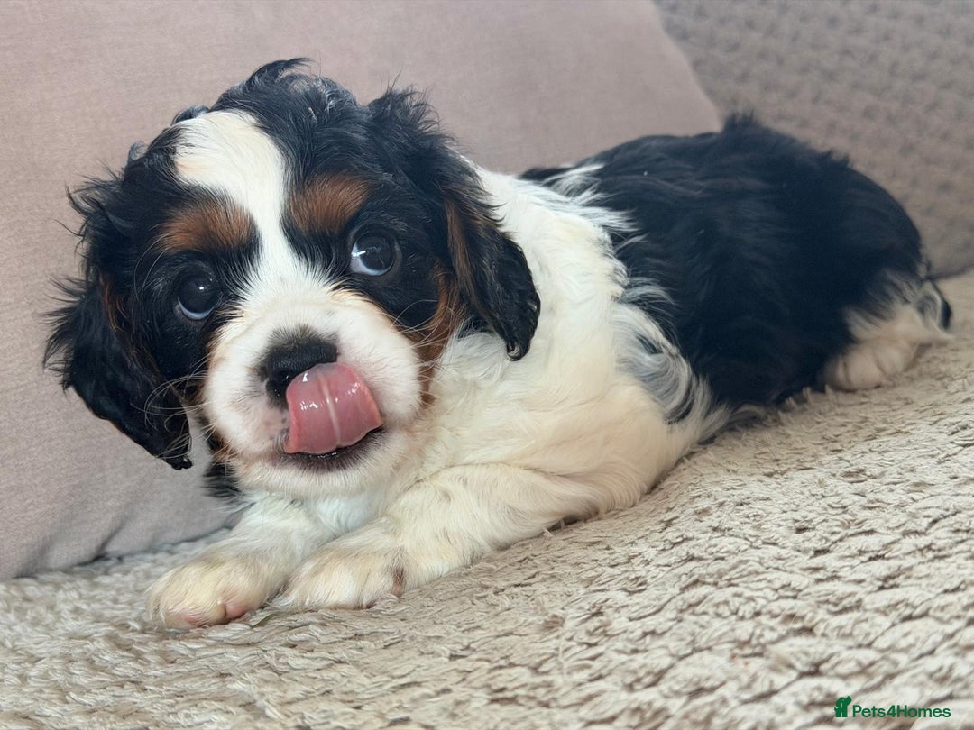 Cavapoo dogs for sale: Cavapoo boys from health tested parents  - Advert 7