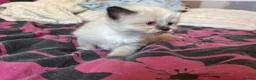 Mixed Breed cats for sale: Ragdoll x Maine coon kittens - Advert 24