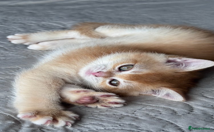 British Shorthair cats - Advert 5
