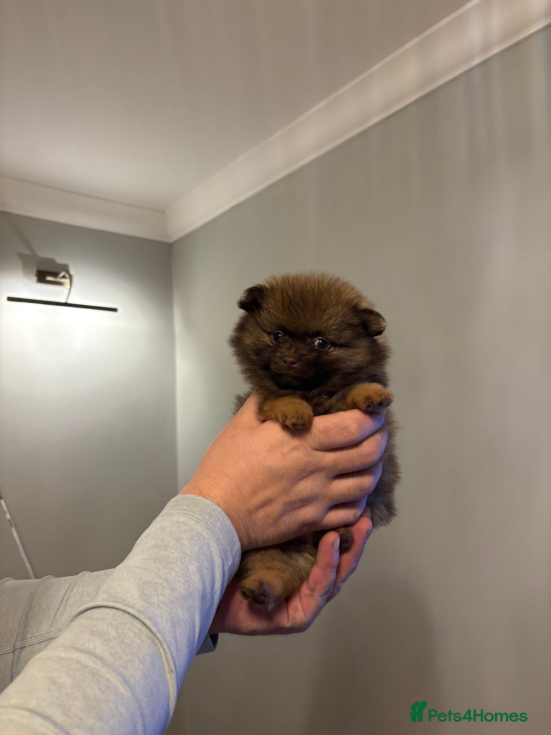 Pomeranian dogs for sale: Adorable Pomeranian puppy’s  - Advert 5