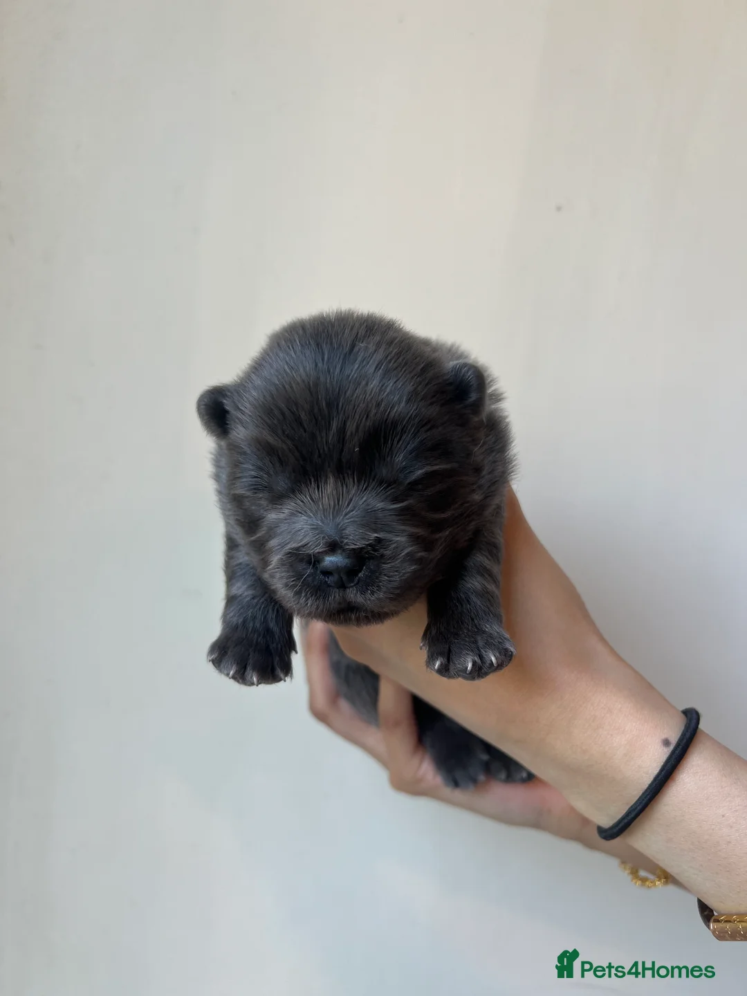 Chow Chow dogs for sale: 5 Beautiful Multi Coloured Chow Chows 💙🩷 in Shipley - Advert 2