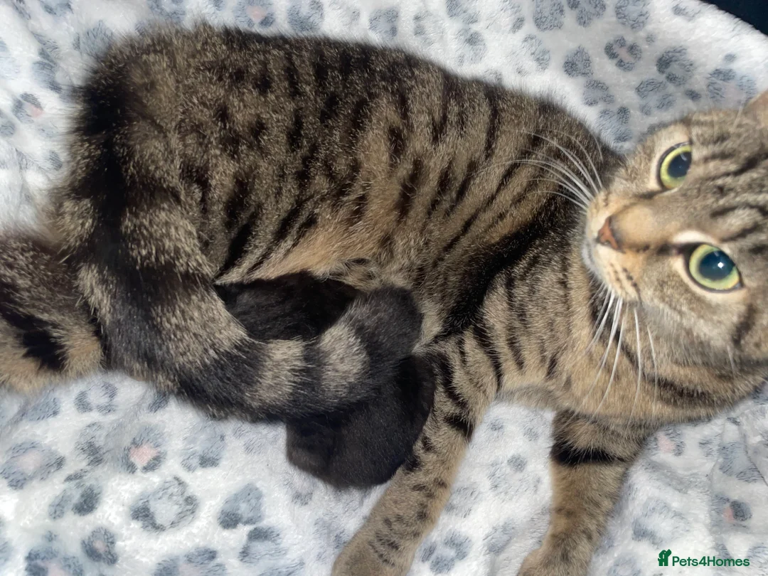 Mixed Breed cats for sale: Beautiful black kitten - Advert 2