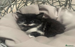 Mixed Breed cats for sale: Maine coon cross ragdoll kittens - Image 6