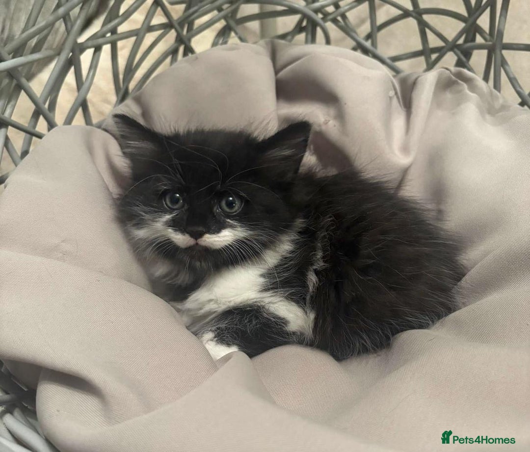 Mixed Breed cats for sale: Maine coon cross ragdoll kittens - Image 6