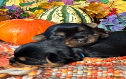 Yorkshire Terrier dogs for sale: 🐾 KC Reg Pedigree Yorkshire Terrier Puppies - Image 3