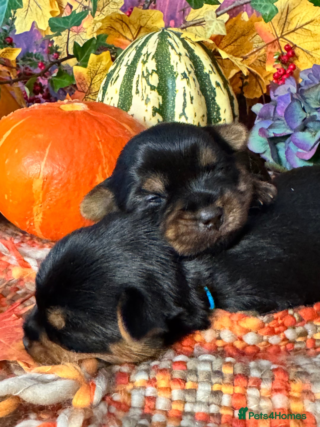 Yorkshire Terrier dogs for sale: 🐾 KC Reg Pedigree Yorkshire Terrier Puppies - Image 3