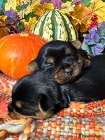 Yorkshire Terrier dogs - Advert 2