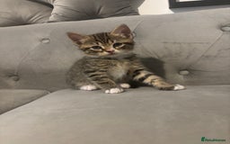 British Shorthair cats for sale: Kittens for sale  - Advert 2