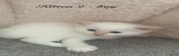 Ragdoll cats for sale: 🐾 Six Adorable Purebred Ragdoll Kittens 🐾 - Advert 26