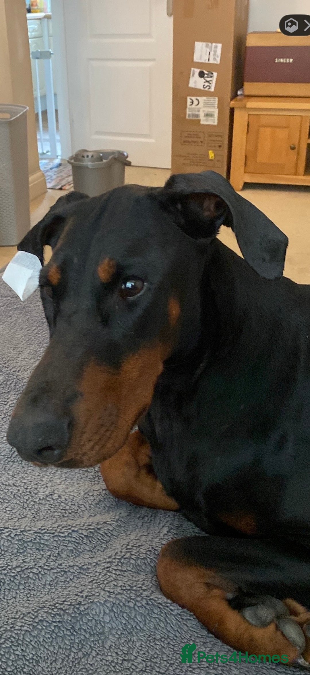 Dobermann dogs for sale: Beautiful female Doberman  - Advert 3