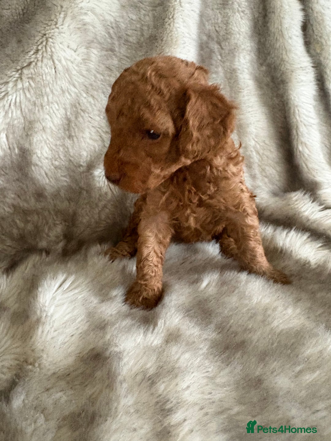 Toy Poodle dogs for sale: Kc deep red toy poodles  - Image 6