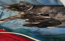 Maine Coon cats for sale: TICA Registered Maine Coon Kittens  - Image 10