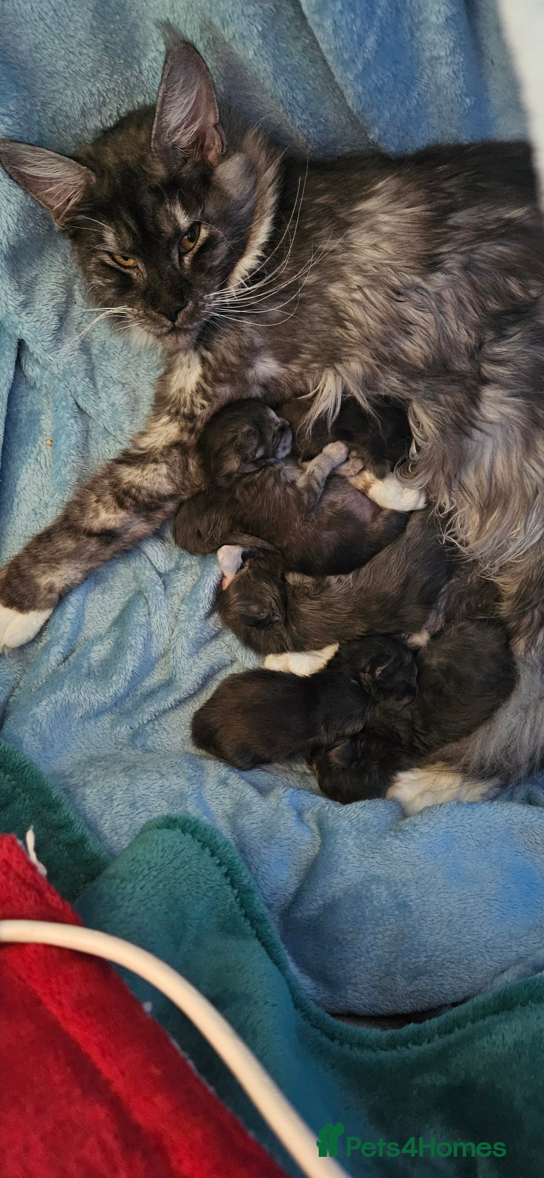 Maine Coon cats for sale: TICA Registered Maine Coon Kittens  - Image 10